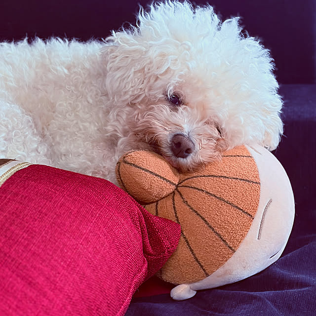 chacoさんの部屋