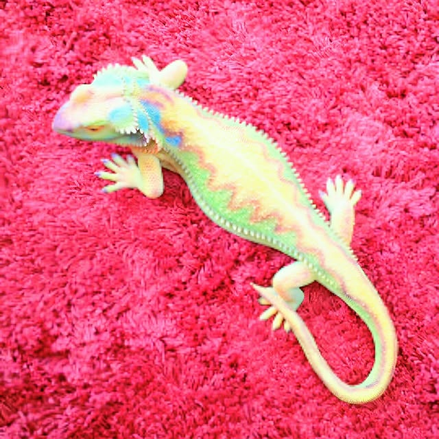 0c.c0さんの実例写真