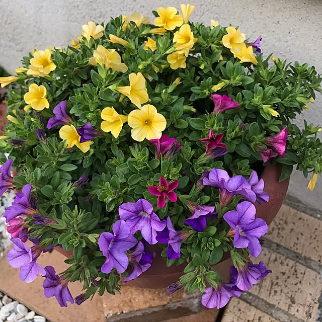 canmilmamaさんの実例写真