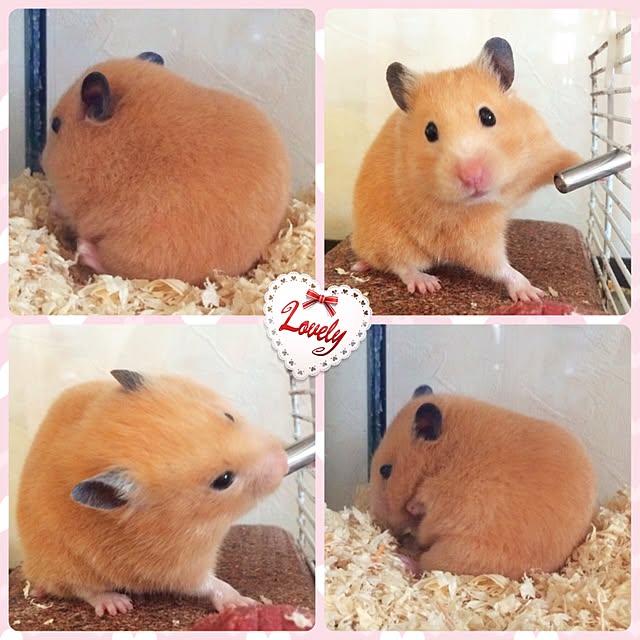 HappyRoseさんの実例写真