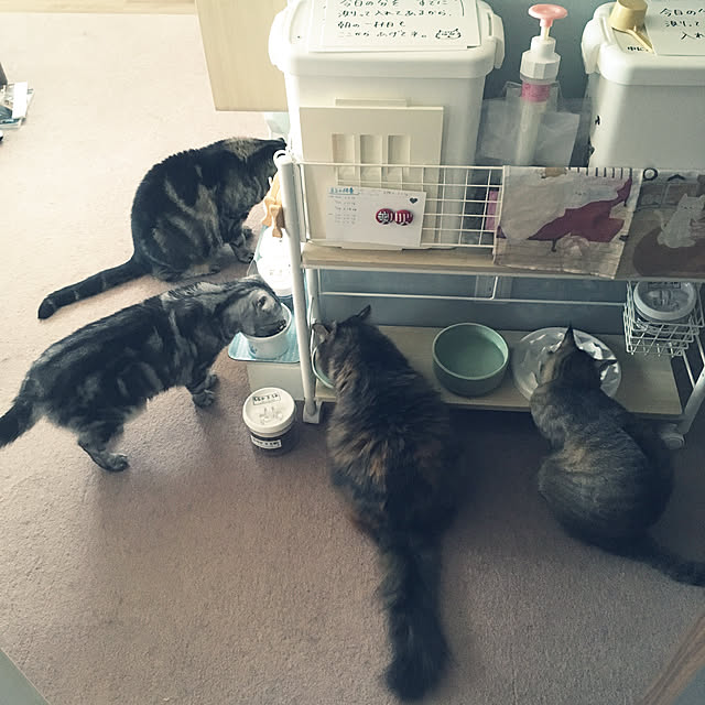 mikomaruさんの実例写真