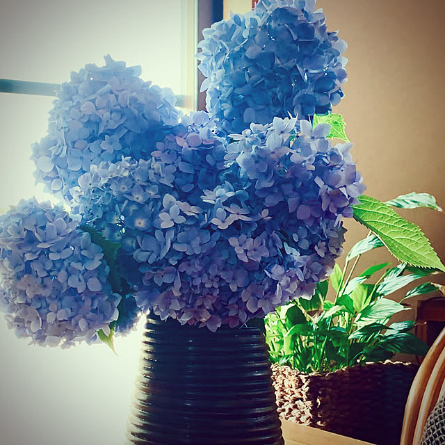 棚/紫陽花/和室/花のある暮らし/すっきり暮らす...などのインテリア実例 - 2024-06-13 21:24:02