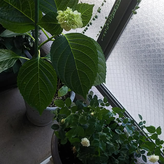 n0516さんの実例写真