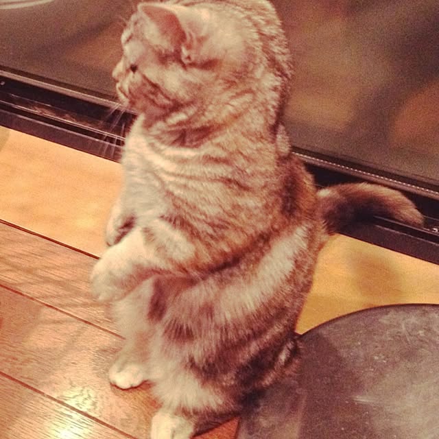 shujiさんの実例写真