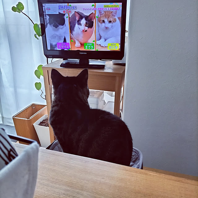 hihaさんの実例写真