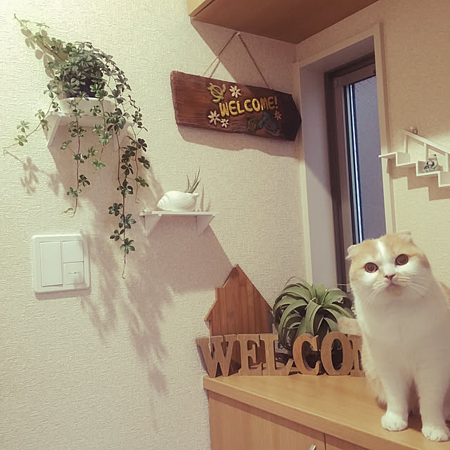 meさんの実例写真