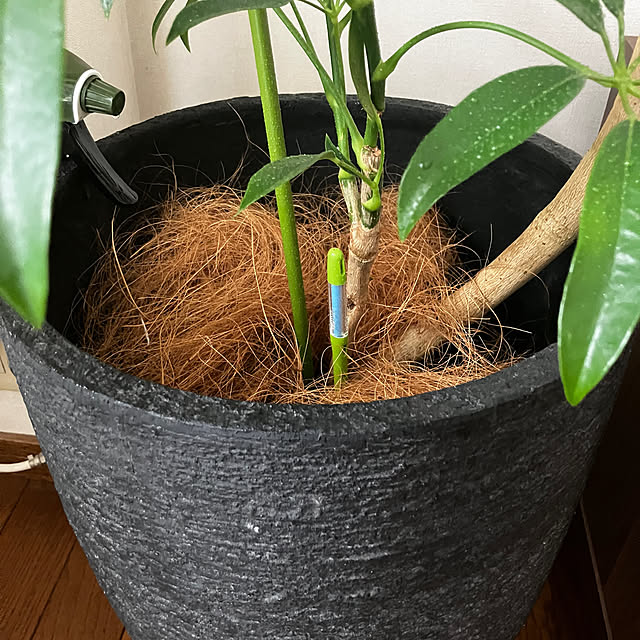 meyusaさんの部屋