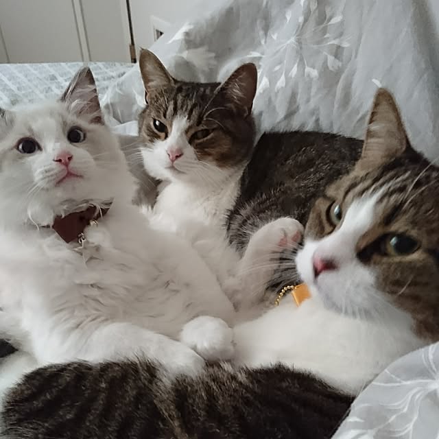 harusamensoupさんの実例写真