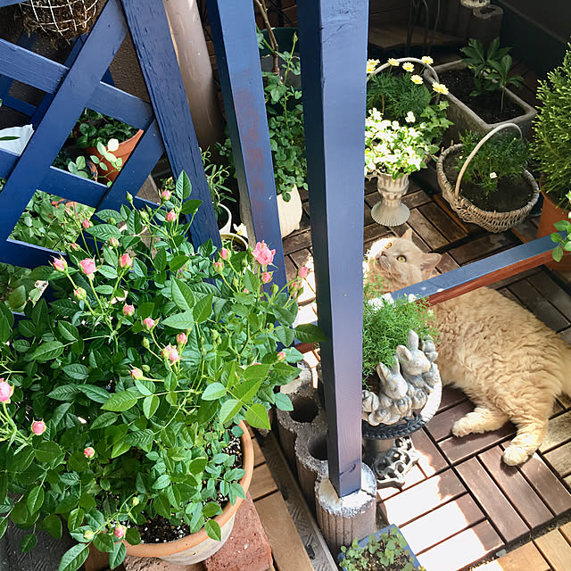 naokoさんの実例写真