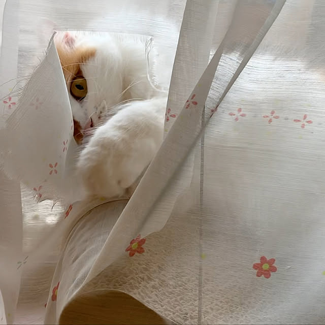 keiさんの実例写真