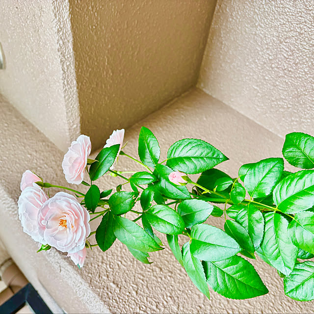 naokoさんの部屋