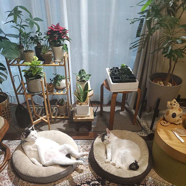yuuさんの実例写真