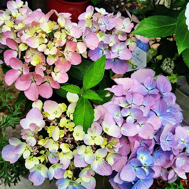 mimi828さんの実例写真