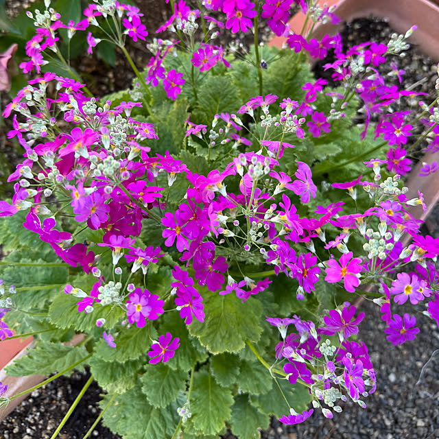 mamizaさんの実例写真