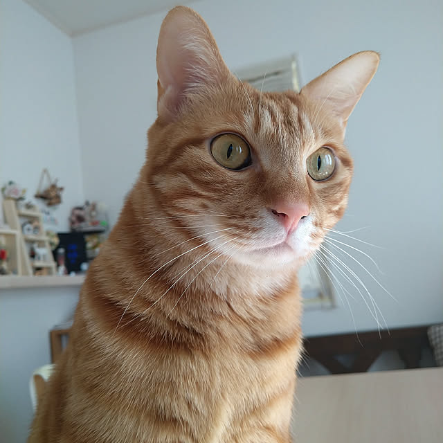 ねこと暮らす/机のインテリア実例 - 2021-01-03 21:52:57