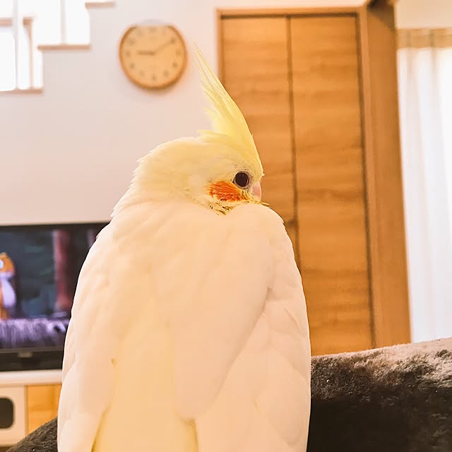 aonyanさんの実例写真