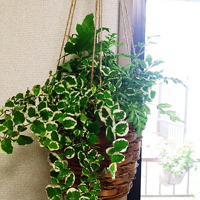 ginkoさんの実例写真
