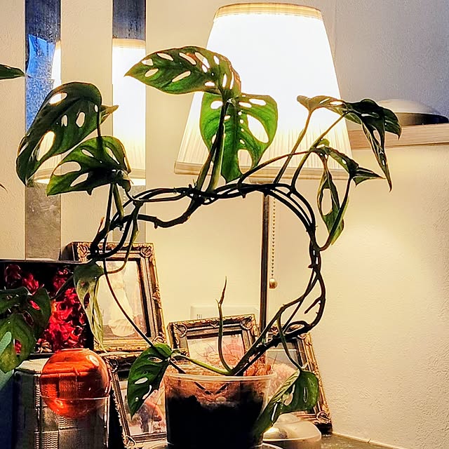 MOMOMAMAさんの実例写真