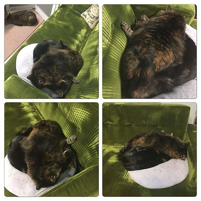 mikomaruさんの実例写真