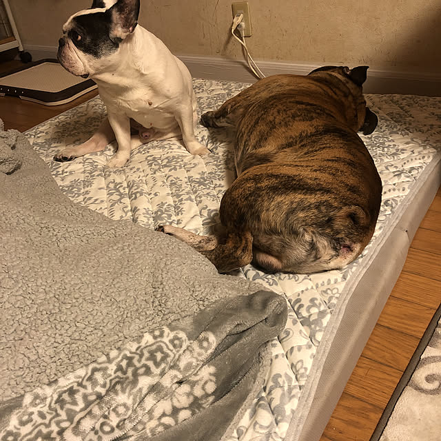 chi_gogaさんの実例写真