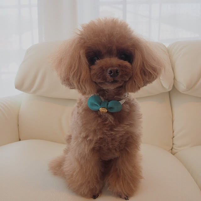 rarcmamaさんの実例写真