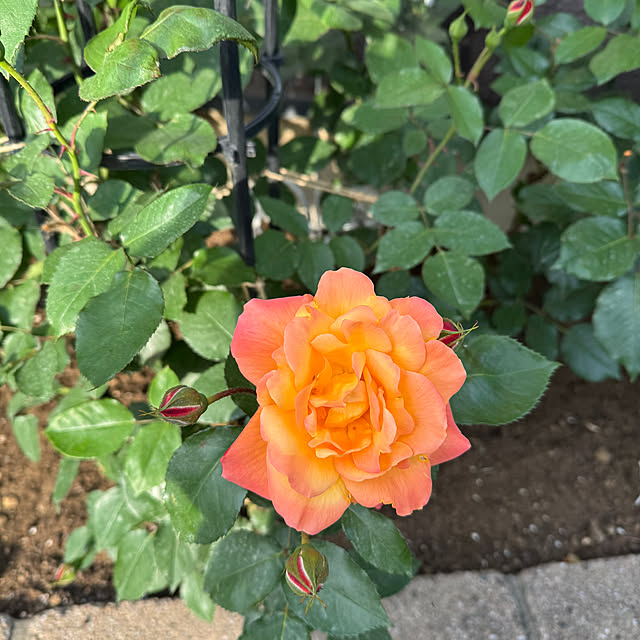 RoseLife5818さんの部屋