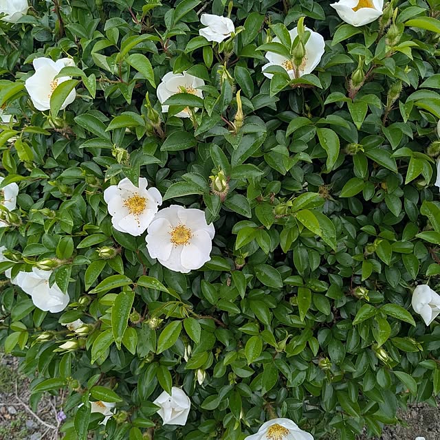 machikomamaさんの部屋