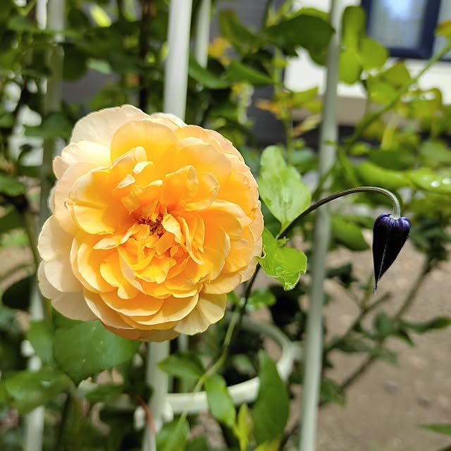 kiraさんの部屋
