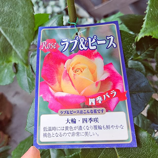 mocomocoさんの部屋