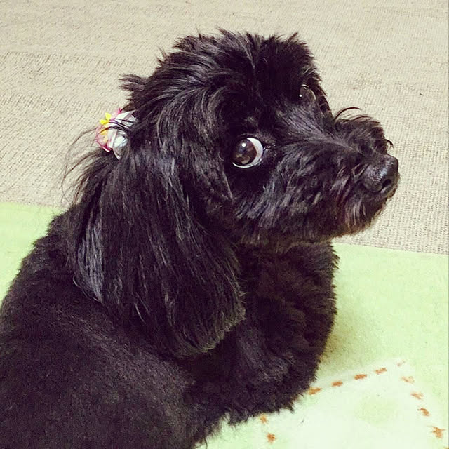 chacha.mamaさんの実例写真