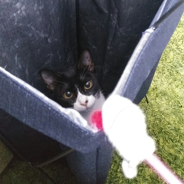 Gomaさんの実例写真