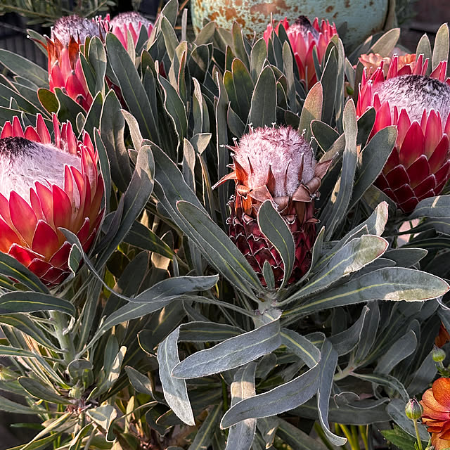 okyame-chanさんの部屋