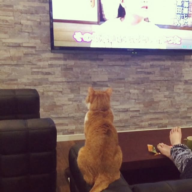 Shuichiさんの実例写真