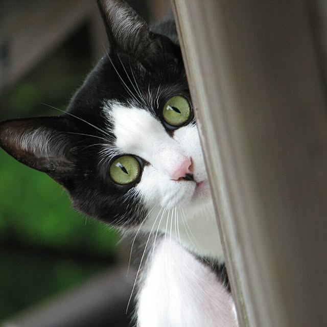 猫/ねこ部/壁/天井のインテリア実例 - 2015-06-30 19:56:55