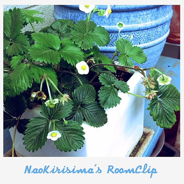 naokirisimaさんの実例写真