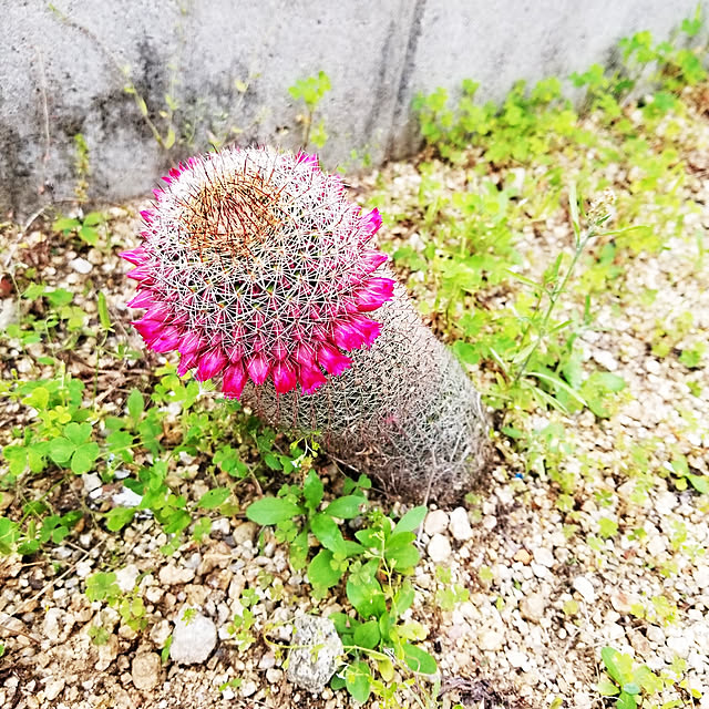 kanako97さんの実例写真