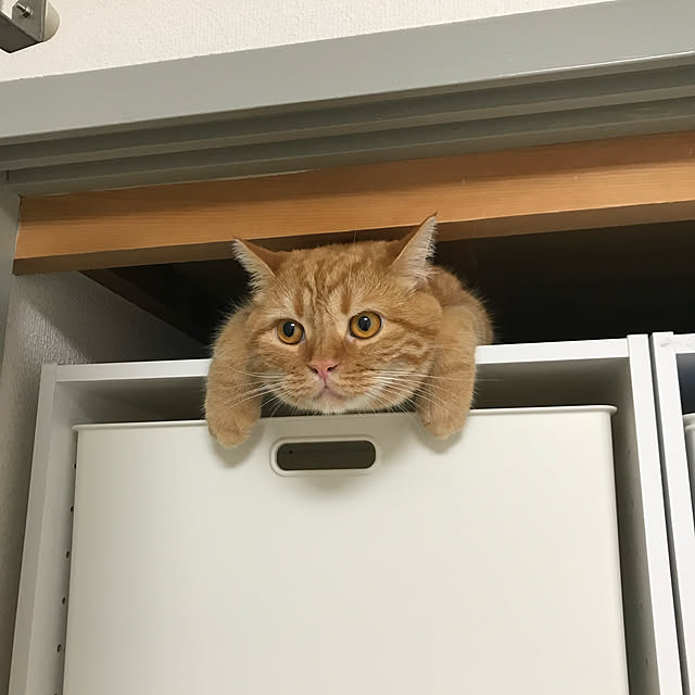 megumiさんの実例写真