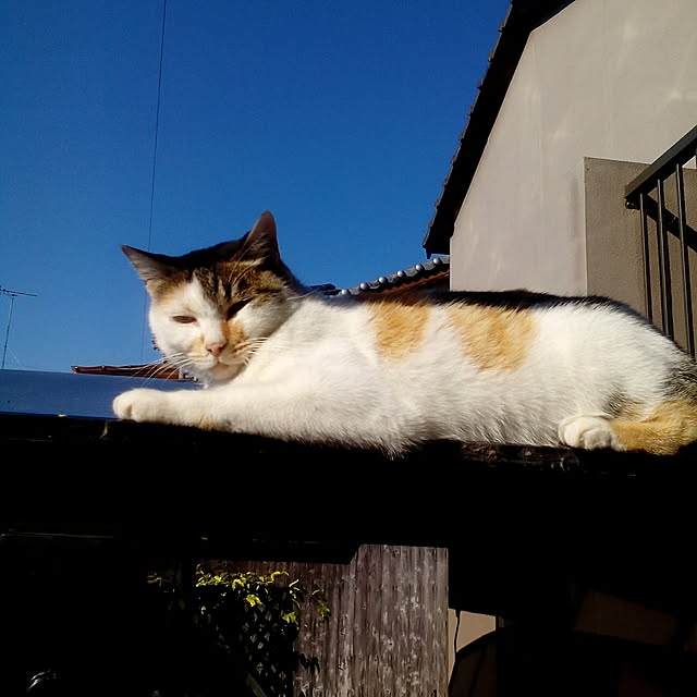 shusen.miyaさんの実例写真