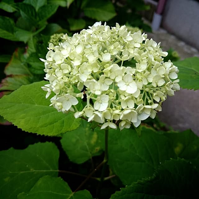 monblanさんの実例写真