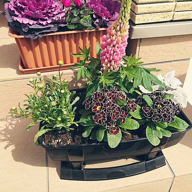 andoromedaさんの実例写真