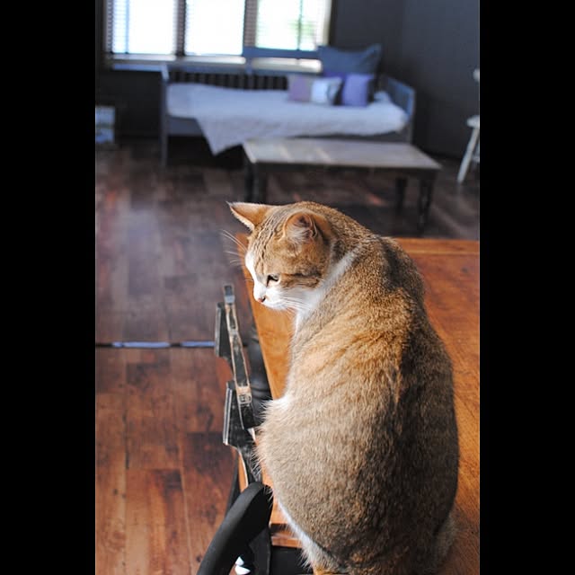 実例写真