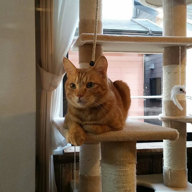 kichiさんの実例写真