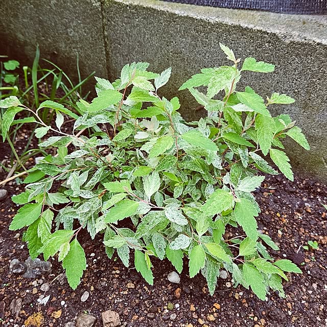 mocomocoさんの部屋