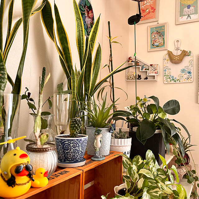 sumireさんの実例写真