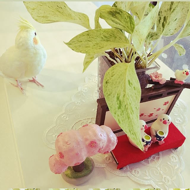 Annaさんの実例写真