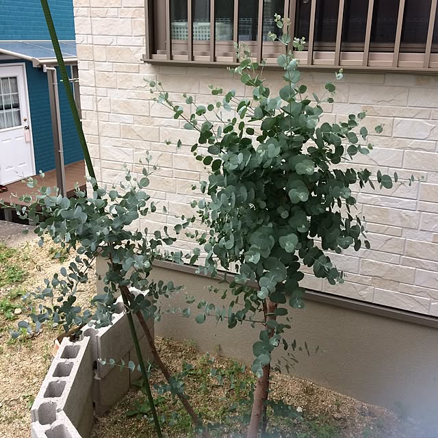 ayayayayaさんの実例写真