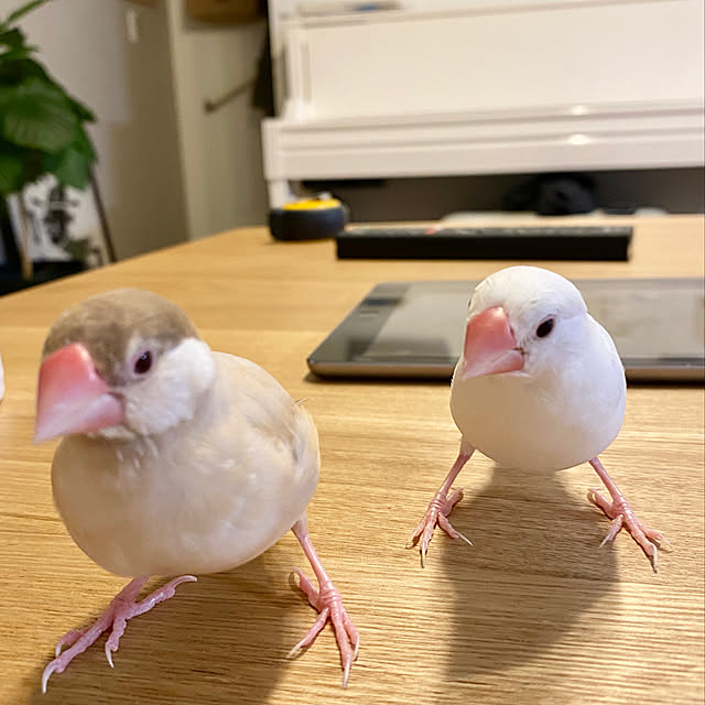 hananokaoriさんの実例写真