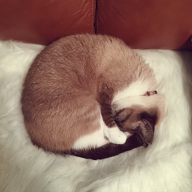 bowbowcoさんの実例写真