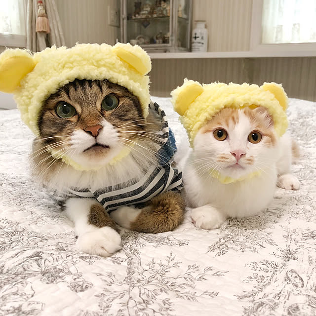yuchiさんの実例写真