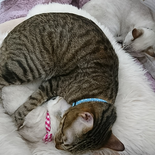 poniさんの実例写真